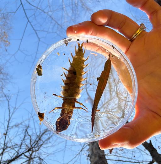 SWM Stream Monitoring