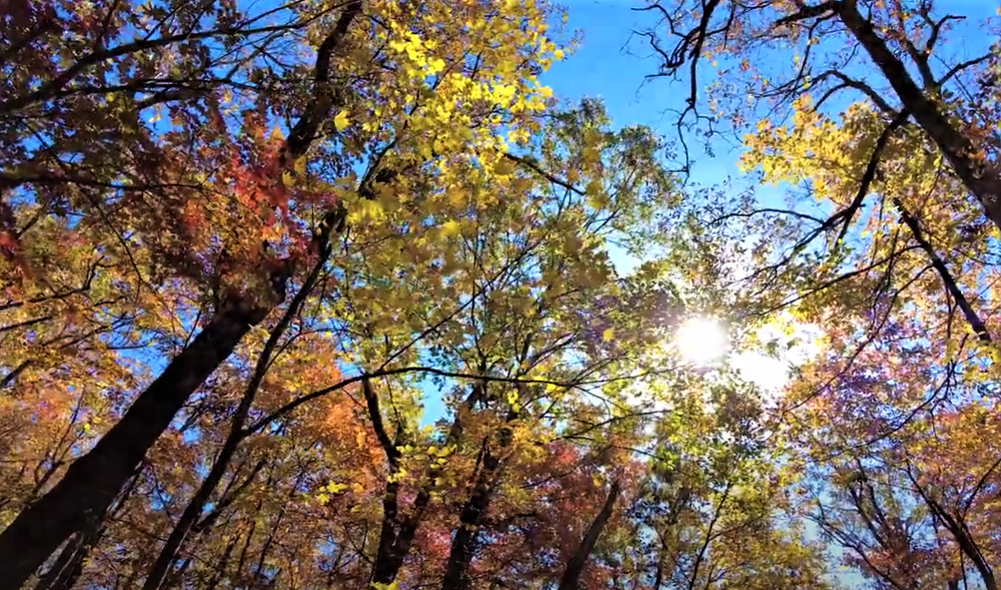 Fall leaves at McAfee Knob