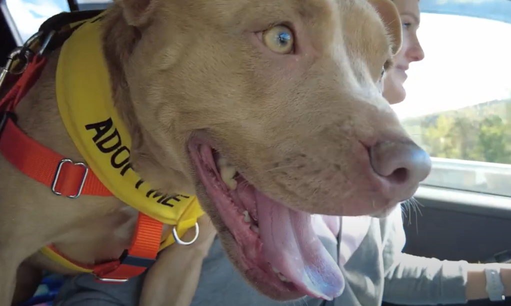 Adventure Dog Moki in the car